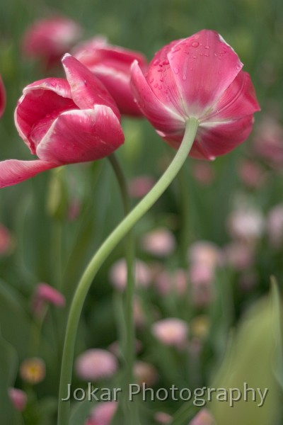 Floriade 2004 0031-2.jpg